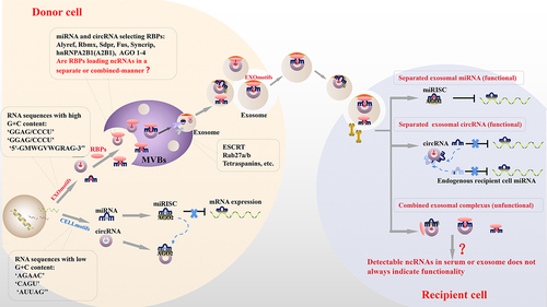 Figure 4. Possible sorting mechanisms and functional pathways for exosomal ncRnas. ncRnas are sorted into exosomes via two potential routes: (i) the RNA motif and RBP-mediated pathway: ncRnas with specific ex-motifs are recognized by some RBPs and packaged into exosomes via the formation of an ncRNA-RBP binary, or ternary, complex. (ii) the ncRNA-related pathway: changes in miRNA levels cause circRNA to be packed into exosomes and vice versa. After entering a recipient cell, exosomal ncRnas (i) are separated and released to perform functions specific to each ncRNA or (ii) remain in the circRnas-miRNA or exosomal-sorting-RBPs binding complex without participating in any biological function. RBPs, RNA-binding proteins; ex-ncRnas, exosomal ncRNA; MVBs, multivesicular bodies; AGO, argonaute; ESCRT, endosomal sorting complex required for transport; miRisc, miRNA-induced silencing complex.