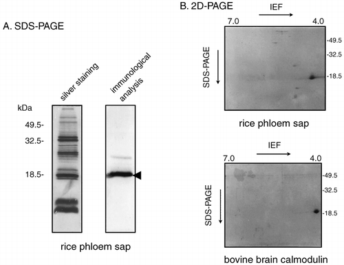 Figure 2  Immunoblot analysis of rice phloem sap proteins and bovine brain calmodulin. (A) After sodium dodecylsulfate–polyacrylamide gel electrophoresis (SDS-PAGE) separation of 0.6 µg phloem sap protein in the absence of calcium ions, proteins on the gel were detected by silver staining (silver staining lane). After electrotransfer of 0.6 µg phloem sap proteins, which were separated on the SDS-PAGE gel in the absence of calcium ions, to a polyvinylidene difluoride (PVDF) membrane, proteins recognized by the anti-calmodulin antibody were detected (immunological analysis lane). (B) After 2D-PAGE separation of the proteins in the phloem sap (4 µl, 0.6 µg protein) and bovine brain calmodulin (1 µg), proteins recognized by the anti-calmodulin antibody were detected on the PVDF membrane. IEF, isoelectric focusing.