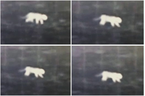 Figure 3. Screenshots taken from the thermal camera video of the leopard in Erzincan.