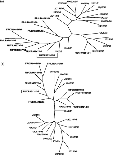 Figure 1. Relationships between the UK and French isolates of the 793/B serotype illustrated by a maximum likelihood phylogeny unrooted tree, based on nucleotides 1 to 561. (a) Nucleotide sequences. (b) Amino acid sequences. The French isolates are shown in bold. The oldest isolate, FR/CR85131/85, has been boxed.