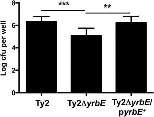 Figure 2. Effects of yrbE on S. Typhi adhesion to HeLa cells. Adhesion of Ty2, Ty2ΔyrbE and Ty2ΔyrbE/pyrbE+ to HeLa cells was measured as described in the text. **p < .01, ***p < .001, n = 12–14 per group.