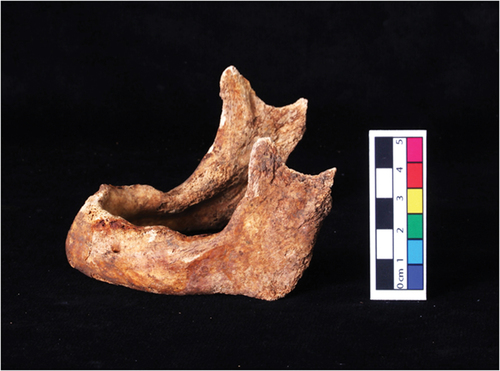 Figure 2. A left lateral view of the mandible to be examined by participants.