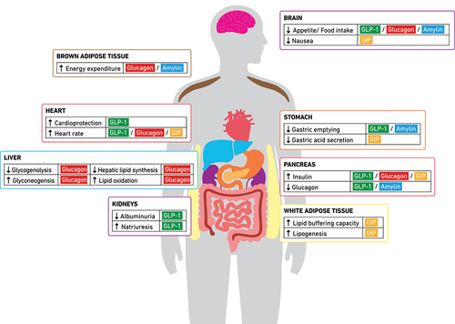 Figure 1. Actions of entero-pancreatic hormones on different organs.