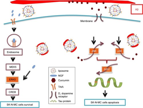 Figure 4 Representative illustration of the therapeutics used to promote the pathway of cell survival and to inhibit the pathway of apoptosis.Abbreviations: Aβ, β-amyloid peptide; CREB, cAMP response element binding protein; JNK, c-Jun N-terminal kinase; ERK5, extracellular signal-regulated kinase 5; MEK5, MAP/ERK kinase 5; NGF, nerve growth factor; TrkA, tyrosine kinase receptor type 1.