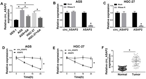 Figure 2 Circ_ASAP2 expression is downregulated in GA-induced GC cells. (A) Circ_ASAP2 expression was detected by qRT-PCR in GA-induced AGS and HGC-27 cells, AGS and HGC-27 cells and GES-1 cells. (B–E) RNase R digestion and Actinomycin D treatment assays showed that circ_ASAP2 was more stable than ASAP2. (F) QRT-PCR was employed to detect circ_ASAP2 expression in GC tissues and normal gastric tissues. *P < 0.05.
