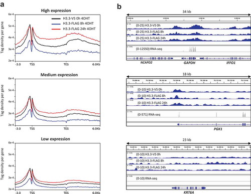 Figure 5. ChIP-seq of old and new H3.3 in RPE1 cells. (a) Distribution profiles of steady-state (old) H3.3-V5, and new H3.3-FLAG 8 h and 24 h after switch induction by 4OHT. Gene bodies are scaled to 6kb. (b) Examples of old and new H3.3 enrichment in a highly expressed gene (GAPDH), a mediumly expressed gene (PGK1) and a silent gene (KRT6A).