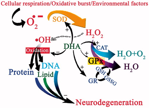 Figure 3. The figure depicts the antioxidant activity of DHA in brain tissues. Cellular oxidation and/or oxidative bursts/environmental factors lead to oxidation of O2 and generation of superoxide anion (O2•-). Superoxide dismutase (SOD) neutralizes O2•- to another reactive oxygen species, H2O2, which after extraction of another electron produces a highly reactive hydroxyl radical (•OH) species. Hydroxyl radical oxidizes cellular components, including proteins, lipids, and DNA, leading to neurodegeneration. DHA inhibits the neurodegenerative process by increasing antioxidant activity, including catalase, glutathione peroxidase and glutathione reductase.