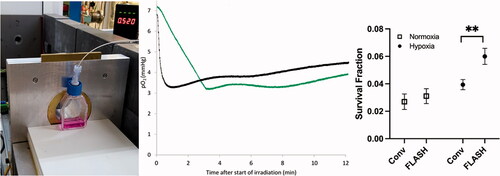 Figure 3. The setup used (left), the measurement results (middle) of oxygen consumption (measured in media with an Oxylite, Oxford Optronics, Oxford, UK), and clonogenic cell survival (right), following delivery of 20 Gy with ultra-high (2000 Gy/s, black trace) and conventional dose rates (0.1 Gy/s, green trace) to a T12.5 cell flask with a monolayer of H454 murine glioblastoma cells and 5 ml media, from a horizontal 6 MeV electron beam. The beam-on time for FLASH is just 0.01 s. So, for an ideal measurement probe the black trace should drop in this short time but because of averaging of the signal, there is a delay of several seconds. For the same reason, small shoulders are visible for the green trace where the irradiation starts and stops (at around 3 min and 10 s). Similar to data from Cao et al. (Cao et al. Citation2021), the oxygen consumption is clearly greater for the conventional dose rate, i.e. the p02 value reduction was greater for the green trace (4.0 mmHg, i.e. 0.20 mmHg/Gy) than the black trace (3.5 mmHg, i.e. 0.17–0.18 mmHg/Gy), though the timescale of reduction is very different. Some diffusion of oxygen into the media from the gas in the flask (where the oxygen consumption is far less prominent than in the media) is evident after the end of irradiation. Clonogenic cell survival data show a small non-significant sparing for FLASH irradiation vs. conventional dose rate (Conv) irradiation when cells are prepared in normoxia, which expands and becomes significant (**, p < 0.01) when cells are prepared in hypoxia (6 mmHg, following 1–2 h in a hypoxia chamber prior to irradiation).