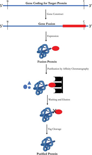 Figure 2. Scheme of steps involved in the purification of recombinant proteins by affinity chromatography. At first, a specific tag is fused to target proteins at DNA level in order to express tagged fusion protein, thus protein mixture is collected and added to column containing specific ligands for protien of interest. Unwanted molecules are washed and finally a protease is added to separate the target protein from the affinity tag.