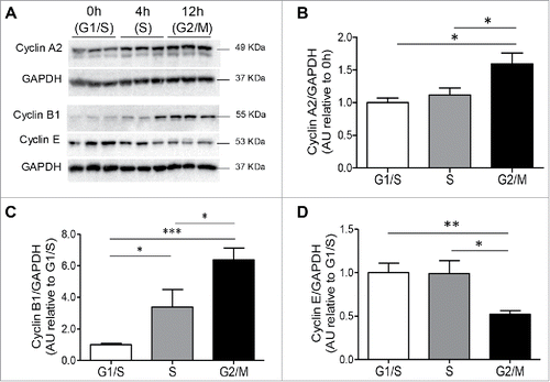 Figure 2. Cyclin protein expression in INS 832/13 cells during cell cycle. (A) Protein levels of cyclins were measured by western blot in INS 832/13 cells synchronized at G1/S (0 h post aphidicolin release), S (4 h post aphidicolin release), G2/M (12 h post aphidicolin release). Quantification of Cyclin A2 (B), Cyclin B1 (C) Cyclin E (D) protein levels. Data are presented as mean ± SEM, n = 6 (triplicate from two independent experiments), *p < 0.05, ** p < 0.01, ***p < 0.005.