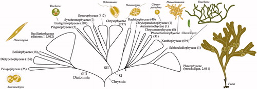 Figure 1. Summary diagram of phylogenetic relationships among the classes of photosynthetic heterokonts, derived from results presented in Kawai et al. (Citation2003), Yang et al. (Citation2012), Derelle et al. (Citation2016), Han et al. (Citation2019), Kim et al. (Citation2019), Thakur et al. (Citation2019) and Wetherbee et al. (Citation2019). The asterisk represents the ancestral node of the majority of the SI clade, dated to the late Paleozoic (∼310 Ma; Brown and Sorhannus, Citation2010). The species counts given in parentheses after each class are from AlgaeBase (Guiry and Guiry, Citation2020).