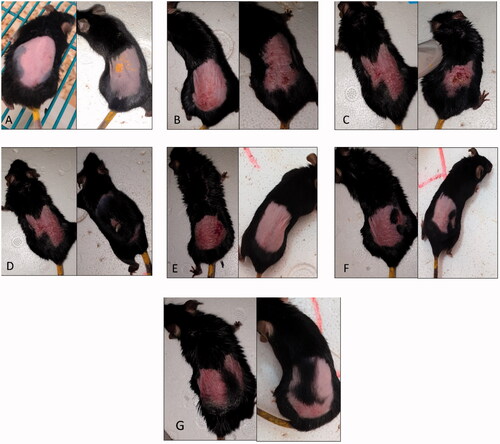 Figure 6. A representative rat from each group of the in vivo study on day 3 (left) and day 6 (right). (A) Negative control group. (B) Positive control group. (C) Group A, treated with the marketed product. (D) Group B, treated with tacrolimus-loaded chitosan nanoparticles (figure adopted from our previous study Fereig et al., Citation2021a for comparison). (E) Group C, treated with tacrolimus-loaded lecithin–chitosan nanoparticles (figure adopted from our previous study Fereig et al., Citation2021b for comparison). (F) Group D, treated with tacrolimus-loaded chitosan nanoparticles conjugated with gold (G1). (G) Group E, treated with tacrolimus-loaded lecithin–chitosan nanoparticles conjugated with gold (G2).