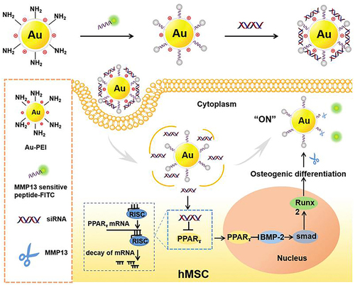 Figure 29 AuNPs (AuNP-PEI-peptide-FITC) and siRNA can silence PPARg gene to control osteogenic differentiation, and detect the cell differentiation level in hMSCs in real time.