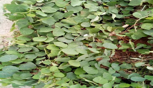 Figure 1 Photograph of the Stephania abyssinica taken from site of collection.