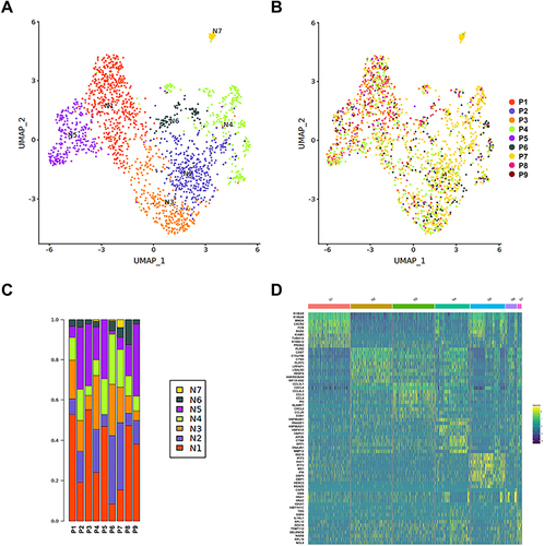 Figure 2 Transcriptional landscape of TANs in advanced NSCLC via scRNA-seq analysis. (A) UMAP plots of 1820 neutrophils analyzed from 9 biopsy specimens, clustered into 7 distinct neutrophil subtypes by different colors. (B) UMAP plots of all TANs, colored according to specimen sources. (C) Various composition of distinct neutrophil subtypes in different patients. (D) A heatmap exhibiting top DEGs of each neutrophil cluster.