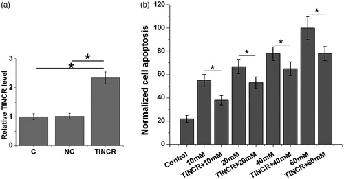 Figure 4. Effects of TINCR overexpression on apoptosis of cells of human cardiomyocyte cell line AC16 under high glucose treatment. Overexpression rate of TINCR above 200% was reached at 24 h after transfection (a). The experiments were performed for three times. At each d-glucose concentration, TINCR overexpression significantly reduced the cell apoptosis rate (b). Data here were represented by mean ± standard deviation. Notes: *: p < .05.