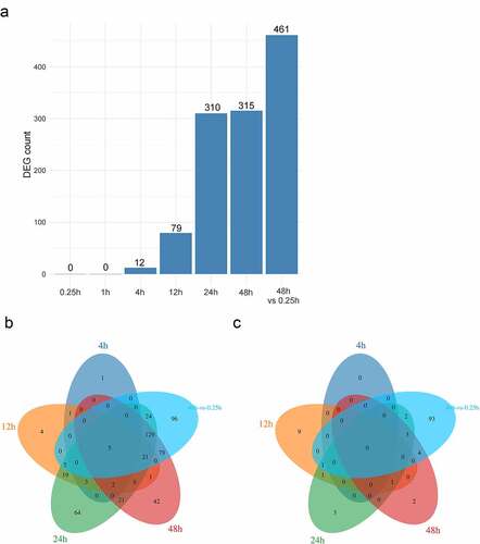 Figure 1. Identification of DEGs. (a). The number of DEGs in different groups; (b). The venn picture showing up-regulated genes; (c). The venn picture displaying down-regulated genes