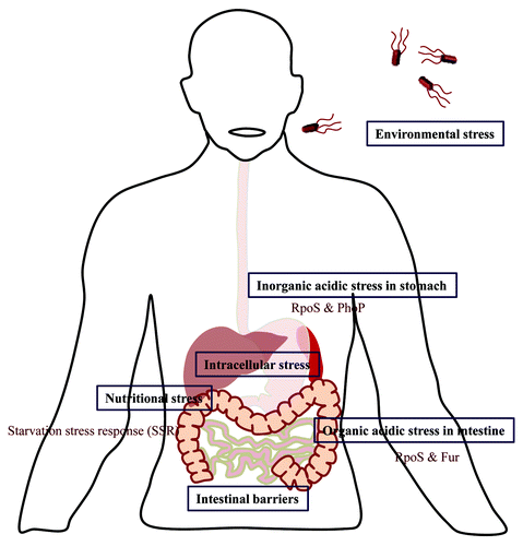 Figure 1. Challenges encountered by Salmonella. The text boxes represent the various stresses encountered by Salmonella during its life cycle and the open text describes the factors and signals generated by Salmonella in order to combat these stress conditions.
