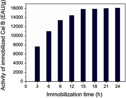 Figure 8 Optimization of immobilization time for enzyme Cal-B on polymer-grafted magnetic silica nanoparticles.