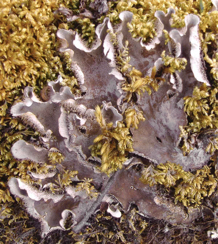 Fig. 1. A cyanolichen thallus formed by the lichenized fungus (mycobiont) Peltigera rufescens with a cyanobacterial photobiont from the genus Nostoc.