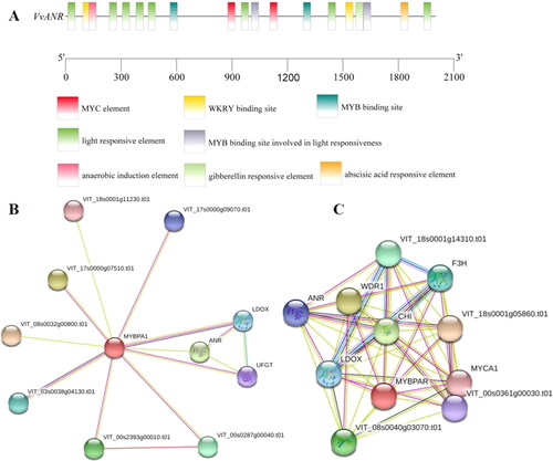Figure 2. VvANR gene promoter cis-acting elements (A) and protein interaction analysis (B, C).