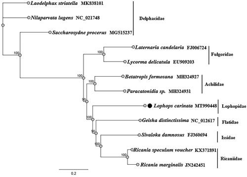Figure 1. Maximum-likelihood phylogenetic tree inferred from complete mitogenome.