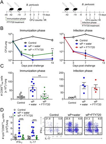 Figure 5. Preventing lymphocyte migration from lymph nodes during wP immunization suppresses accumulation of CD4 TRM cells in the lungs and impairs protection. (a) Schematic of experimental plan; C57BL/6 mice were immunized with a wP vaccine 6 and 2 weeks before challenge with B. pertussis. wP-immunized mice were given FTY720 in the drinking water during the immunization phase (3 days before 1st immunization until 7 days after 2nd immunization) or during infection (6 days before B. pertussis challenge and during infection). (b) CFU counts in the lungs at intervals after aerosol challenge with B. pertussis. Lung CFU counts (left graph: mean ± SEM n = 8 mice per group per time-point in two independent experiments; right graph: mean ± SEM n = 4 mice per group per time-point). **p < .01 versus wP + FTY720 by two-way ANOVA with the Tukey’s post-test, only significant differences between experimental groups are indicated. Seven days post challenge, mice were injected i.v. with anti-CD45 antibody 10 min prior to euthanasia to discriminate circulating from tissue-resident leukocytes by flow cytometry. (c) Total number of CD69+CD4+ TRM cells. Results shown are mean ± SEM (left graph: n = 8 mice in two independent experiments; right graph: n = 4 mice). **p < .01 versus wP + FTY720 by one-way ANOVA with the Tukey’s post-test. (d) Total number of IFN-γ- and IL-17-secreting CD69+CD4+ TRM cells in the lungs with representative plots showing secretion of IFN-γ and IL-17 by CD45iv–CD44+CD62L–CD69+CD4+ T cells in wP-immunized mice treated with FTY720 during the immunization phase. Results shown are mean ± SEM (n = 8 mice in two independent experiments). ***p < .001 versus wP + FTY720 by two-way ANOVA with the Tukey’s post-test.