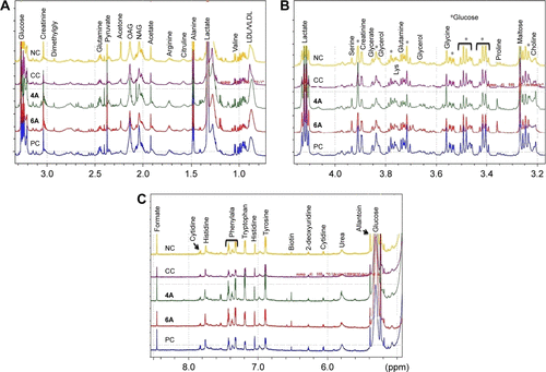 Figure S1 1D 1H CPMG NMR spectra of rat serum obtained from different groups (NC, NDEA [CC], NDEA+5-FU: 10 mg/kg [PC], NDEA+4A: 10 mg/kg [4A] and NDEA+6: 10 mg/kg [6A]). The peaks annotated in the figure show the assignments of serum metabolites (A) 0–3.0 ppm, (B) 3.2–4.0 ppm and (C) 5.0–8.0 ppm.