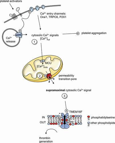 Figure 1. Ca2+ signaling in procoagulant platelets