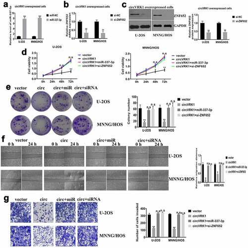 Figure 7. CircVRK1 overexpression inhibits osteosarcoma progression by regulating miR-337-3p and ZNF652