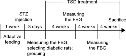 Figure 2 Schematic diagram of the induction and treatment schedule of diabetic rats.