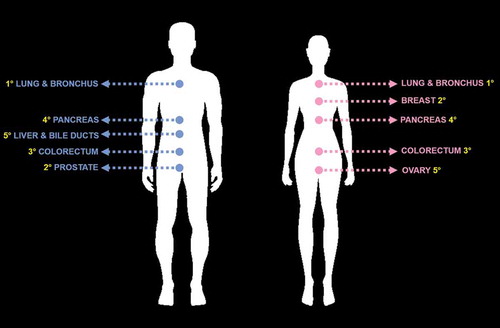 Figure 1. Today, the top five leading sites of cancer death in American men (left picture) are lung and bronchus (1°), prostate (2°), colorectum (3°), pancreas (4°), liver and intrahepatic bile ducts (5°). For American women (right picture), they are in descending order: lung and bronchus (1°), breast (2°), colorectum (3°), pancreas (4°), and ovary (5°).