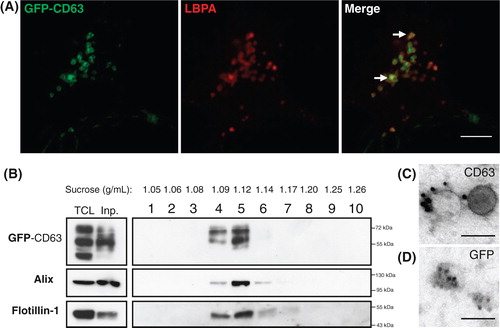 Fig. 1.  N2a cells constitutively expressing GFP-CD63 (N2aGFP-CD63) secrete exosomes containing the fusion protein. (A) Co-staining of N2aGFP-CD63 with anti-LBPA (red) shows that GFP-CD63 (green) is concentrated inside LBPA-containing multivesicular bodies (arrows). (B) Density separation of extracellular vesicles released by N2aGFP-CD63 cells; Western blot analysis using anti-GFP, anti-flotillin-1 and anti-Alix, shows GFP immunoreactivity in fractions containing exosomes. TCL: total cell lysates, Inp: input. (C, D) Immunogold labelling of vesicles secreted by N2aGFP-CD63 cells pelleted at 100,000×g. Anti-CD63 labels the surface of intact exosomes (C), while anti-GFP stains the lumen of permeabilized exosomes (D). Scale bars: (A) 5 µm, (C, D) 100 nm.