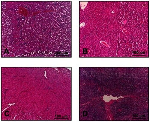 Figure 9 Histopathological sections of (A) kidney, (B) liver, (C) heart and (D) spleen in the control group. H&E stain, ×100.