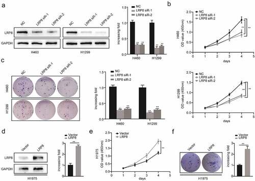 Figure 2. LRP8 promoted NSCLC proliferation in vitro. Western blotting experiments were conducted to validate the transfection efficiency of LRP8 siRNA in H460 and H1299 (a) and LRP8 overexpression plasmid in H1975 (d). CCK-8 assay was used to evaluate the proliferation ability of H460 and H1299 cells transfected with LRP8 siRNAs (b) and H1975 cells with LRP8 plasmid (e). (c) Colony formation analysis showing differences in H1299 and H460 cell proliferation among the three groups. (f) H1975 cell viability was measured using colony formation analysis. **p < 0.01. All experiments were performed independently at least three times, and the results were presented as mean ± SD.