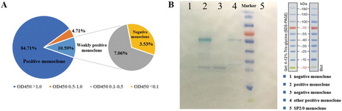 Figure 4. (A) The pyraclostrobin-specific mAbs secretory capacity of resuscitated PY-C7 cell line in different monoclonal cell wells. (B) WB results of light or heavy chains of positive and negative monoclonal cell lines.
