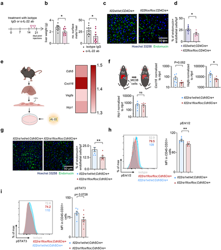 Figure 7. IL-22 promotes angiogenesis in established liver metastasis.