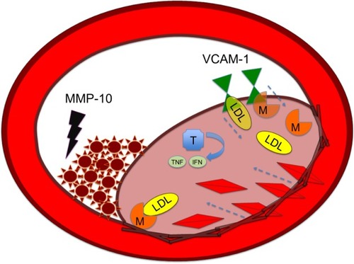 Figure 2 MMP-10 as clot destroyer in atherosclerosis.