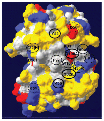 Figure 4 A three-dimensional model of anti-TS1 viewing the complementary determining regions (CDR) and antigen binding surface from the front. The upper part of the model represents the CDR of the heavy chain and the lower part the light chain. Grey color represents hydrophobic areas, yellow color represents polar parts, blue represent positive charges and red represent negative charges. Accessible residues are depicted with circles. Amino acids within thick black circles resulted in a substantial reduction (>2.5 kcal/mol) in binding energy (2.6–3.9 kcal/mol). Amino acids within thin black circles resulted in a moderate reduction in binding energy (1.6–2.3 kcal/mol). Amino acids with dashed circles resulted in a low reduction in binding energy (0.2–0.3 kcal/mol). One letter abbreviation of amino acids is used.