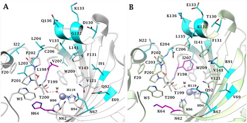 Figure 2. Active site view of A) hCA II (PDB: 3K34) and B) hCA III (PDB: 1Z93). The relevant His64/Lys64 and Leu198/Phe198 substitutions are labelled in magenta. All other different residues in the active sites are instead coloured cyan.
