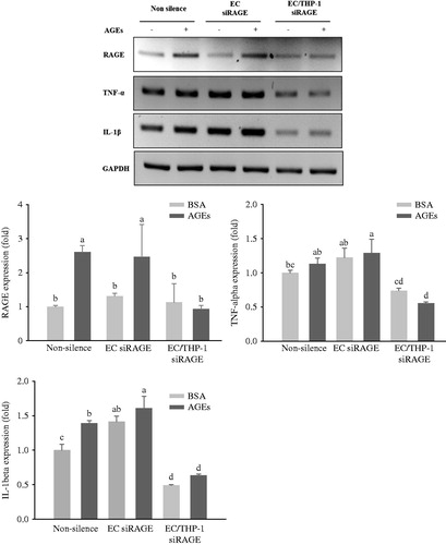 Figure 4. Expression of pro-inflammatory cytokines in co-culture with HUVECs and THP-1 cells. HUVECs and THP-1 cells were co-cultured with VSMCs for 24 h after transfection with non-silencing control siRNA or RAGE-specific siRNA for 24 h. The cells were then stimulated with 100 μg/mL of glycol-AGEs for 4 h, and HUVECs and THP-1 cells were collected from the media in the upper insert. The bar graphs show the quantification of cytokine expression levels. The mRNA expressions of RAGE, tumor necrosis factor (TNF)-α and interleukin (IL)-1β are shown as fold changes (mean ± S.D.) compared with those of BSA-treated non-silenced controls. EC siRAGE, knock-down RAGE in HUVECs; EC/THP-1 siRAGE, knock-down RAGE in both HUVECs and THP-1 cells. Bars with different letters (a, b, c, and d) differ significantly from each other (p < .05).
