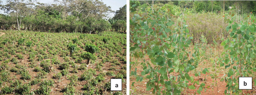 Figure 3. The replacement of coffee with Khat (Catha edulis Forsk) (a) and Eucalyptus spp. (b) in low elevation areas.