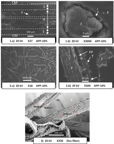 Figure 4. SEM observations carried out on: 1) the cross-sectional plan of APP-10%, 2) the plane of the active layer of ATFD-10%. 3) Diss fibers. A : active layer, S : skin, PP : polypropylene, F : diss fiber, CM : coating matrix, I : fiber/matrix interfacial region, T : thorn.