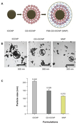 Figure A1 Composition and particle size evaluation of magnetic nanoparticles. (A) Schematic representation of the synthesis route of a multifunctional magnetic nanoparticle. Iron oxide (magnetic) nanoparticles prepared by chemical precipitation reaction in presence of β-cyclodextrin and subsequent F68 polymer coating leads to magnetic nanoparticle nanoformulation. (B) Transmission electron microscopic image of pure iron oxide core nanoparticles (no coating with β-cyclodextrin/F68 polymer), iron oxide nanoparticles coated with 100 mg of β-cyclodextrin, and iron oxide nanoparticles coated with 100 mg of β-cyclodextrin and 200 mg of F68 polymer. Data show an individual particle grain size of ~9 nm. (C) Dynamic light scattering particle size data of (1) pure iron oxide core nanoparticles, (2) iron oxide nanoparticles coated with β-cyclodextrin, and (3) iron oxide nanoparticles coated with β-cyclodextrin and F68 polymer representing aggregative particles size in aqueous media.Note: β-cyclodextrin and F68 polymer coating help to reduce particle aggregative phenomenon.Abbreviations: CD-IOCNP, iron oxide core nanoparticles coated with CD (100 mg); F68-CD-IOCNP/MNP, iron oxide core nanoparticles coated with CD (100 mg) and F68 polymer (200 mg); IOCNP, iron oxide core nanoparticles.