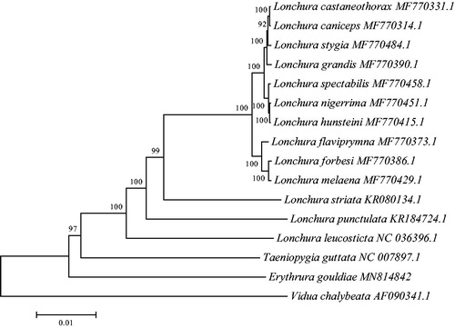 Figure 1. Neighbour-joining phylogenetic tree based on the complete mitogenomes of 15 Estrildidae species, constructed using MEGA 7.0. Numbers following scientific names are GenBank accessions.