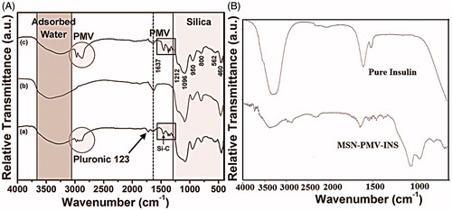 Figure 4. (A) Room temperature FTIR spectra of as synthesized, calcined and MSN-PMV samples and (B) FTIR spectra of the pure insulin and MSN-PMV-INS sample.