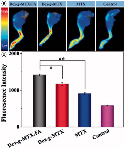 Figure 1. Fluorescence images of inflamed joints (a) and fluorescence intensity detected from affected joints of CIA mice treated with administration of Dex-MTX, FA/Dex-MTX, free MTX and normal saline intravenously (Reproduced with permission from Journal of Materials Chemistry (b) [Citation15]).