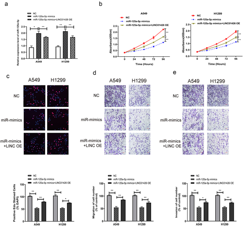 Figure 4. Overexpression of miR-125a-5p partially reversed the promotion of high LINC01426 expression on the proliferation, migration and invasion of LUAD cells a. The miR-125a-5p mimics and LINC01426 OE was co-transfected in LUAD cells, and the transfection efficiency was verified by qRT-PCR. b-c. The proliferation ability of miR-125a-5p and LINC01426 on cells was verified by CCK8 and EdU experiments Influence. d-e. The influence of miR-125a-5p and LINC01426 on cell migration and invasion was verified by transwell experiment. (*P < 0.05, ** P < 0.01).