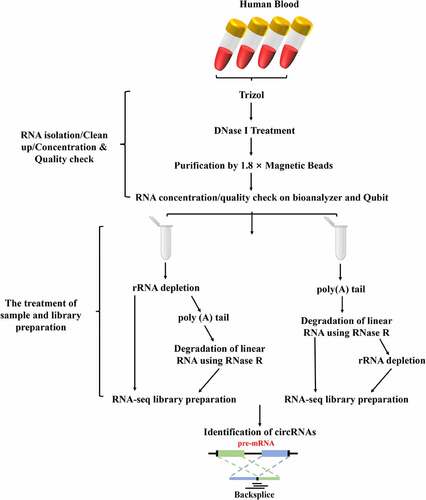 Figure 1. The workflow of total RNA isolation, circRNA library preparation and sequencing. Firstly, the circRNAs were enriched by using different enrichment methods. Subsequently, the libraries were sequenced on an Illumina Hiseq 4000 platform and circRNA identified.