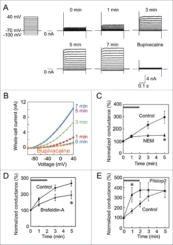 Figure 1. Run-up of the TREK-1c current in a TR-1 cell line and effects of NEM and pitstop2 on the run-up. (A) Run-up of the TREK-1c current. Immediately after whole-cell access, the TREK-1c current was evoked by step-pulses of 400 ms from −100 to 40 mV from a holding potential of −70 mV (0 min). The TREK-1c current gradually increased and reached a plateau at 5 min. The application of 3 mM bupivacaine nearly completely inhibited the current. (B) The current-voltage relationship of the TREK-1c current showed outward rectification. (C and D) Inhibition of the run-up by NEM and brefeldin-A. Immediately after the first recording (gray bar), 1 mM NEM (C) or 5 µg/ml brefeldin-A (D) was added to Tyrode solution. Whole-cell conductance was normalized to that of 0 min. (* p < 0.05, the Student's t-test, n = 7). (E) Facilitation of the run-up by pitstop2. Pitstop2 (30 µM) was added to Tyrode solution immediately after whole-cell access (gray bar; * p < 0.05, n = 6).